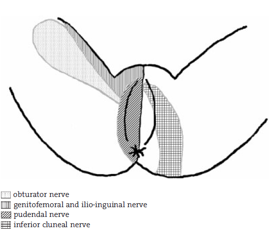Fig. 1 innervering af mellemkødet